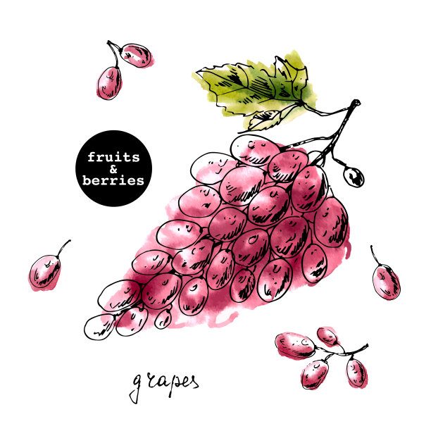 手绘红葡萄水彩水墨画图片下载