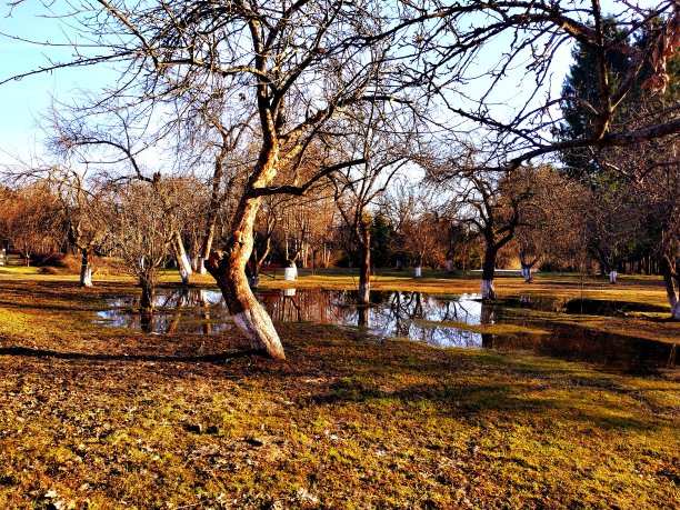 美丽的苹果园与光秃秃的树木和水在一个阳光明媚的日子图片下载