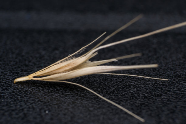 微距照片的一个小箭头的狐尾草。在夏天的几个月里，当一只狗进入我的咨询室，摇着头或舔着爪子时，我的首选诊断总是可怕的草籽。类似的干狐尾草种子图片下载