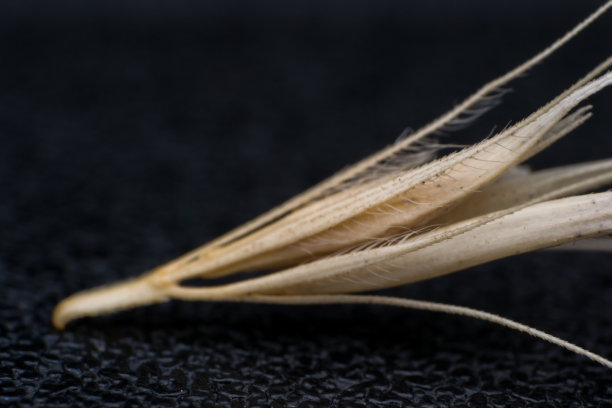微距照片的一个小箭头的狐尾草。在夏天的几个月里，当一只狗进入我的咨询室，摇着头或舔着爪子时，我的首选诊断总是可怕的草籽。类似的干狐尾草种子图片下载