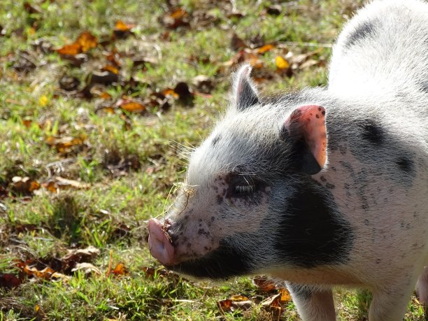一个可爱的黑白斑点侏儒猪的侧面照片图片下载
