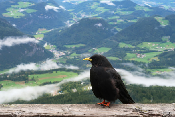 乌鸦黑鸟靠近栖息图片下载