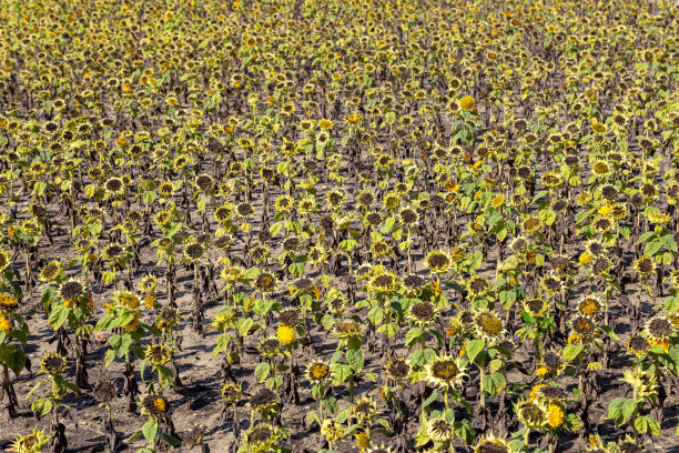 长期干旱期间的向日葵。生态灾难图片下载