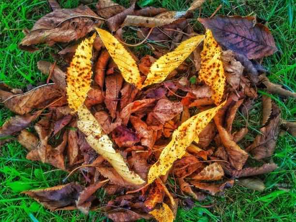 树叶爱图片下载