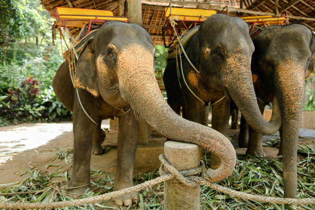 驯养的大型大象带着马鞍站在那里等着游客图片下载