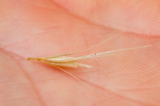 微距照片的一个小箭头的狐尾草。在夏天的几个月里，当一只狗进入我的咨询室，摇着头或舔着爪子时，我的首选诊断总是可怕的草籽。类似的干狐尾草种子图片下载