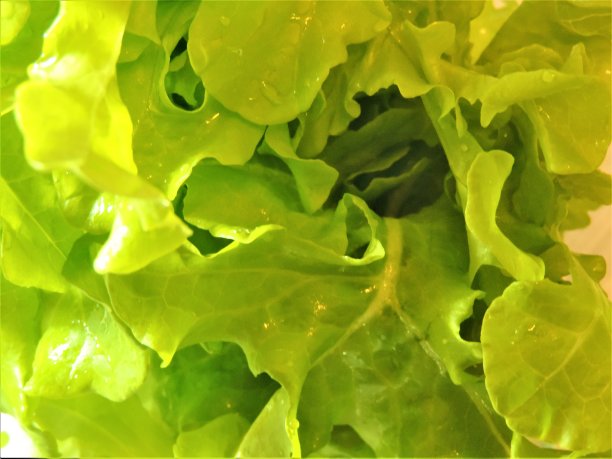 绿莴苣，非常新鲜，漂亮，美味。可以吃了。特写镜头。图片下载