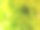 绿莴苣，非常新鲜，漂亮，美味。可以吃了。特写镜头。图片下载