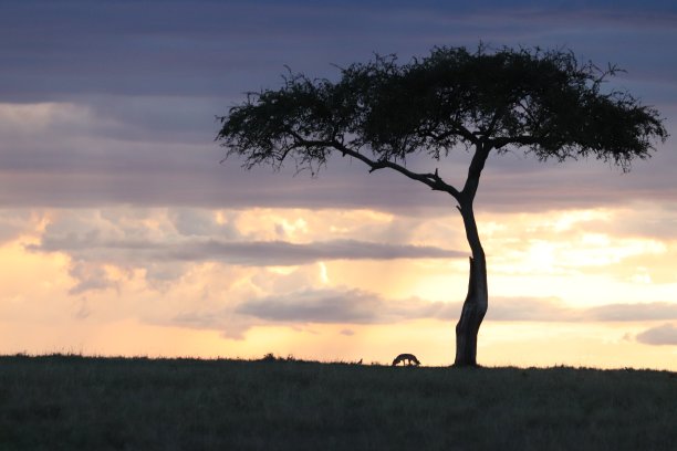 日落中豺狼和树的剪影，马赛马拉国家公园，肯尼亚。图片下载