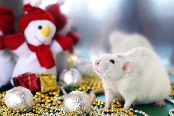 老鼠在圣诞节的气氛中接近玩具雪人。2020年的标志图片下载