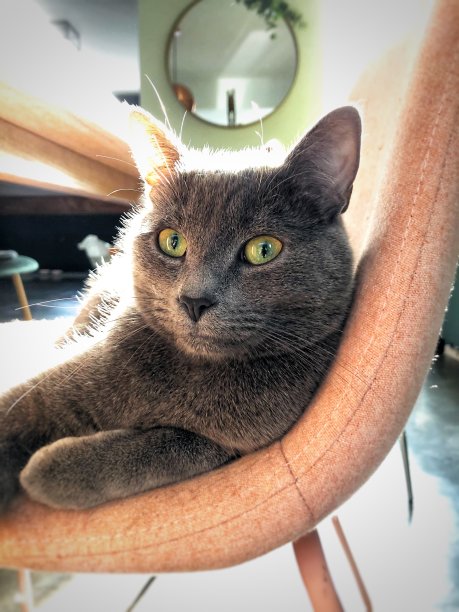 灰色的小猫图片下载