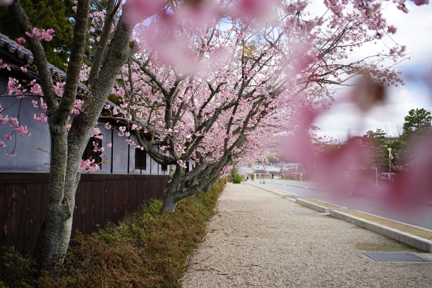 小镇的一棵樱桃树图片下载