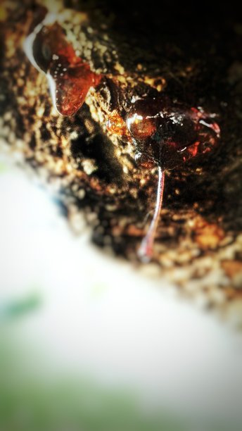 树脂滴图片下载