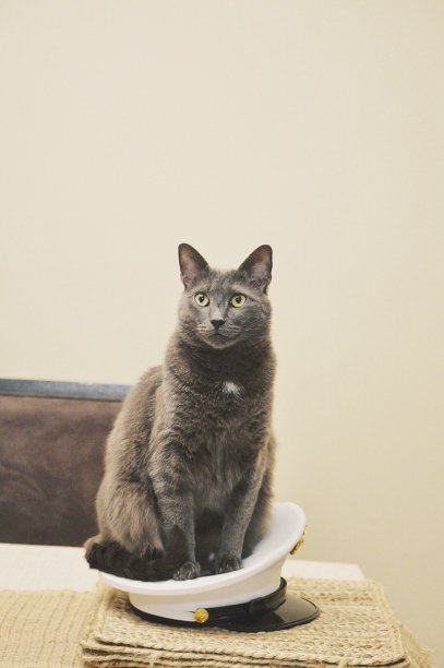 一只戴着帽子的灰猫图片下载