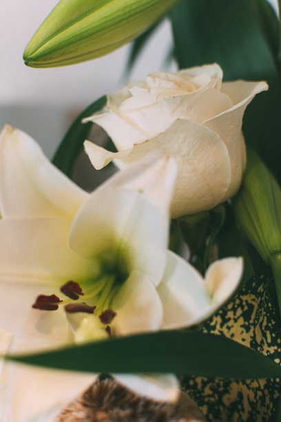 白色玫瑰花瓣和百合。近距离图片下载