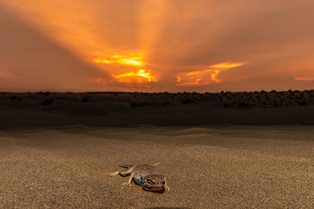 沙漠中的日落!!图片下载