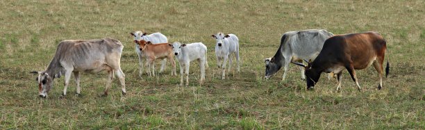 棕色、灰色和白色的小母牛和它们的孩子在草地上图片下载