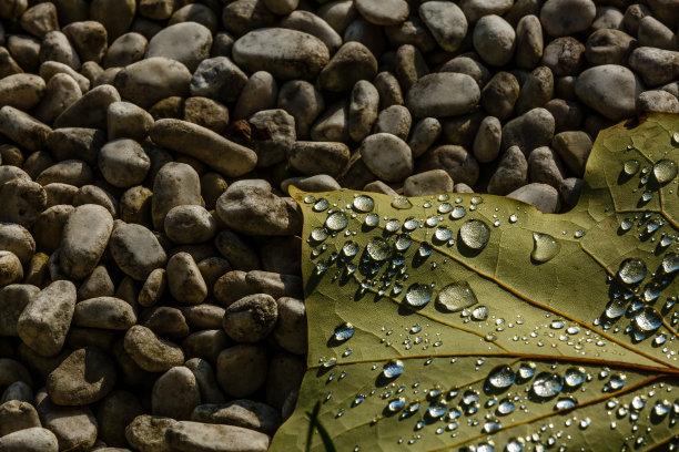 潮湿的彩色白杨叶在秋天的特写。图片下载