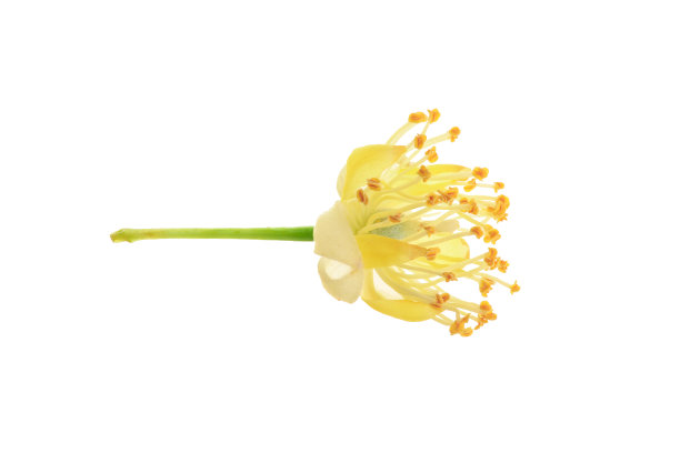 菩提树花孤立在白色背景宏图片下载