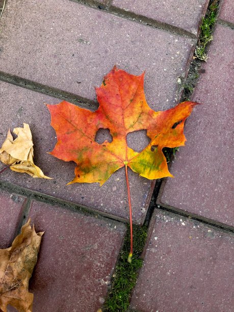 近距离的不完美美丽的枫叶图片下载