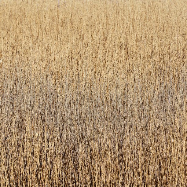 芦苇sp.模式图片下载