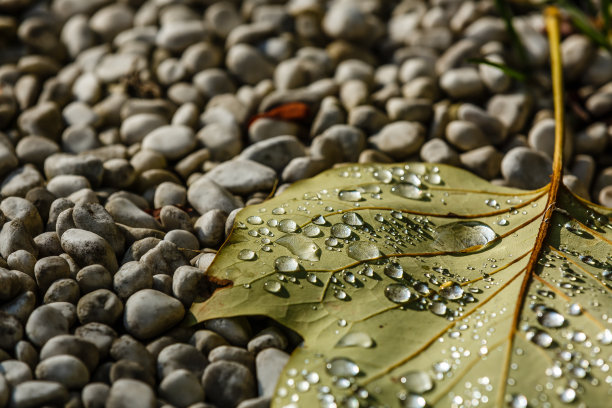 带着露水的落叶。秋天橡树叶。水滴在秋天橡树叶子特写。地面上的雨点覆盖着干燥的秋叶。特写照片。图片下载