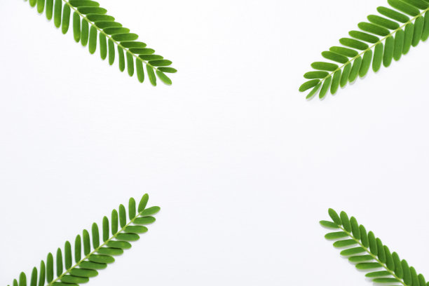 绿色的树叶图片下载