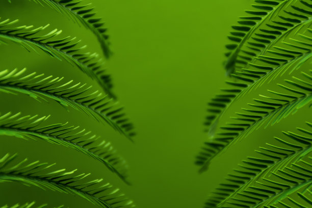 绿色的树叶图片下载