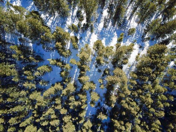 冬天的树顶图片下载