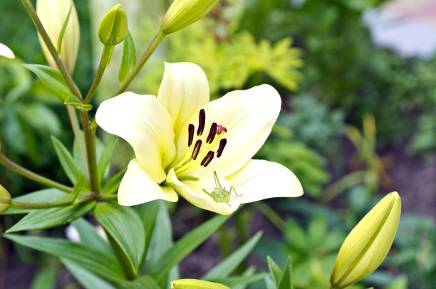 绿草背景上的百合花，百合花瓣上的蚱蜢。美丽的夏季背景，微距照片图片下载