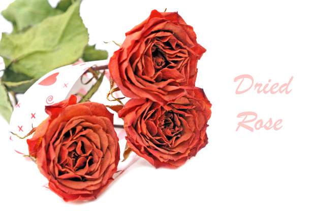 干玫瑰图片下载