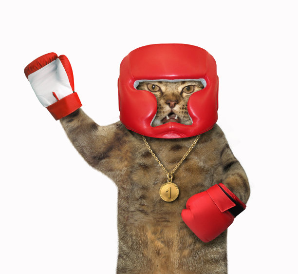 举起爪子的猫拳击手图片下载