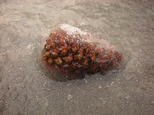 冰冻的松果图片下载