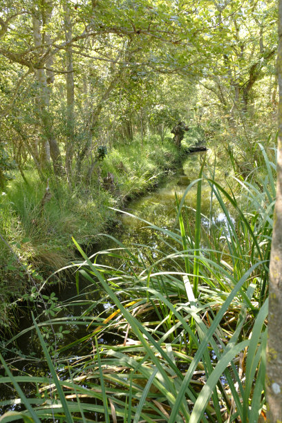溪水在绿色景观的岸边图片下载
