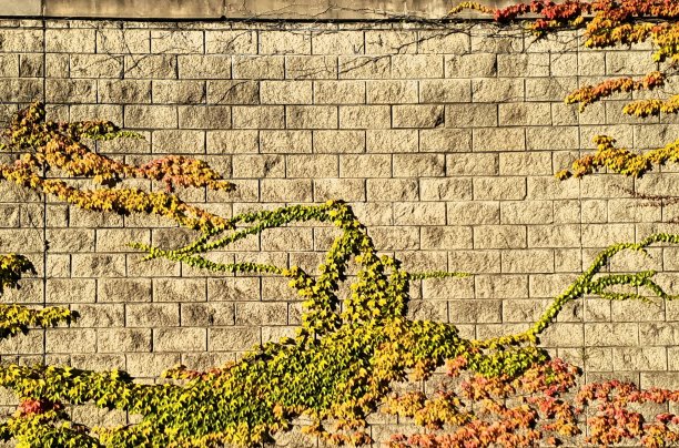 城市增长图片下载