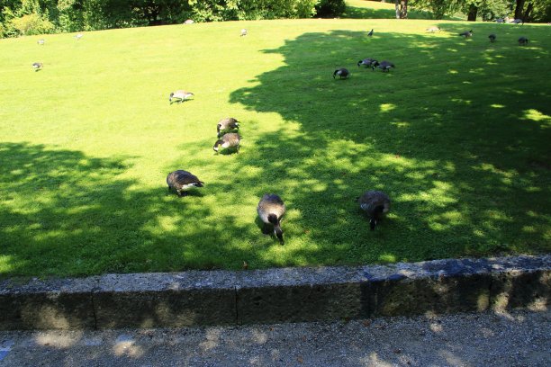 夏天，慕尼黑西园的鹅和鸭子在日光浴草坪上图片下载