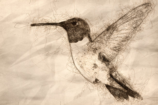 在花园里寻找花蜜的黑下巴蜂鸟素描图片下载