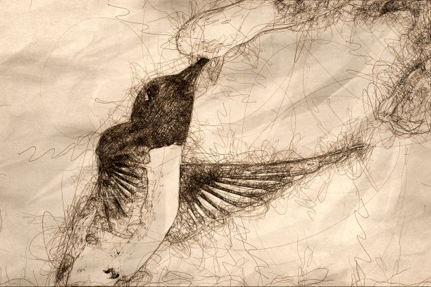 黑色下颚蜂鸟在花丛中寻找花蜜的素描图片下载