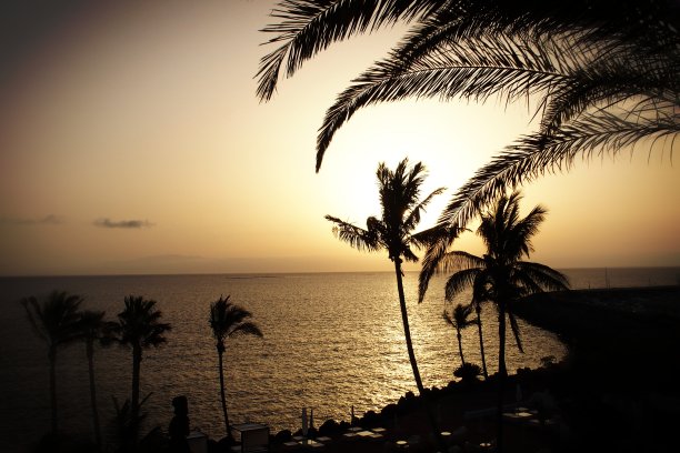 日落和棕榈树图片下载