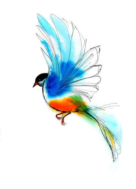 鸟盘旋水彩画插图。在白色背景上手绘墨水线。图片下载