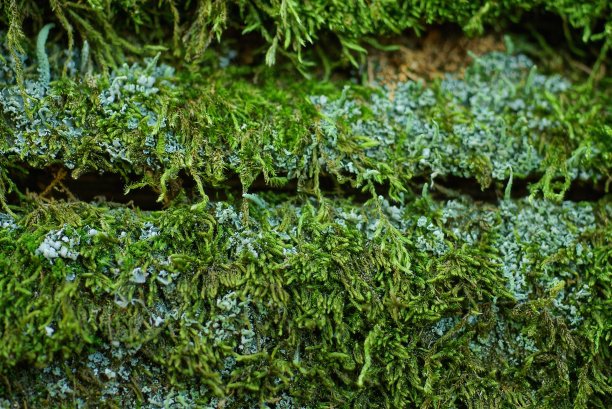 绿色苔藓的天然花卉背景图片下载