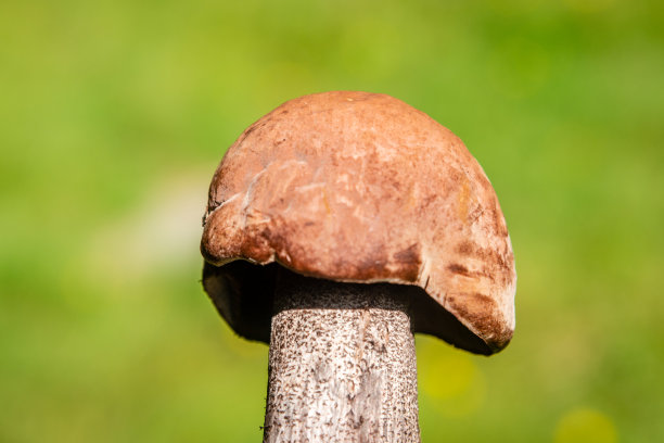 橙色的牛肝菌，特写图片下载