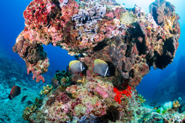 珊瑚礁上的热带鱼图片下载