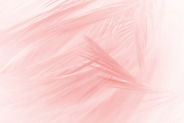 珊瑚粉复古色流行羽毛纹理背景图片下载