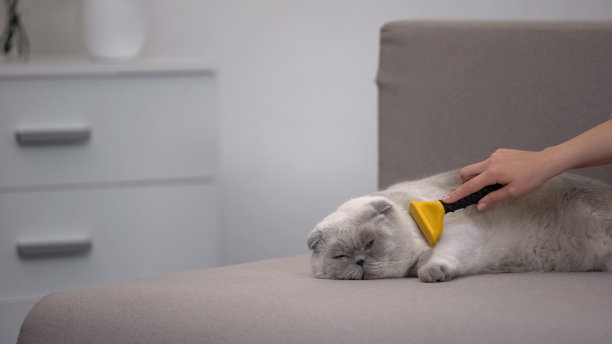 用手抚摸懒猫，用专用去毛工具躺在沙发上，照顾宠物图片下载