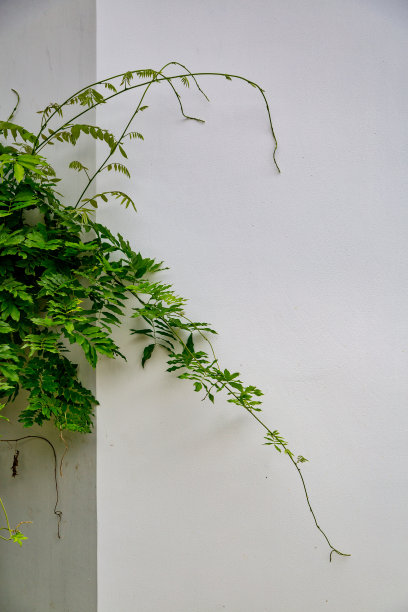 各种植物花卉标签照片图片下载