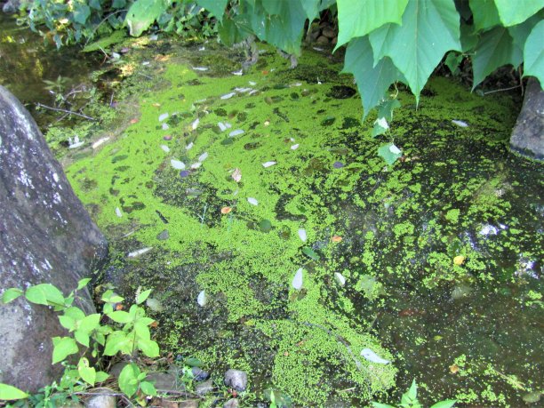 小池塘表面的自然图案。日本埼玉县图片下载