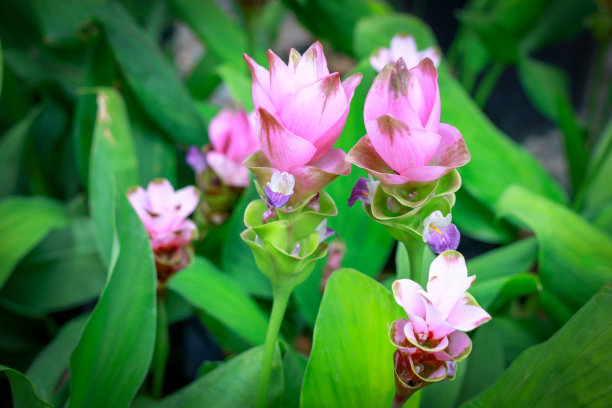 粉色暹罗郁金香(Curcuma sessilis)，泰国克拉丘，美丽的野花盛开在泰国chai phoom省国家公园的丛林中图片下载