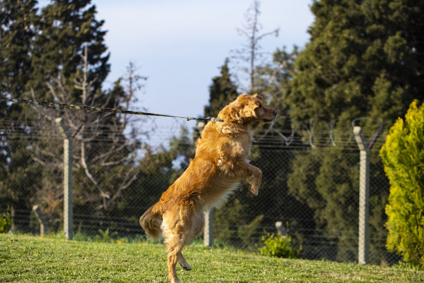 公园里的金色狗图片下载