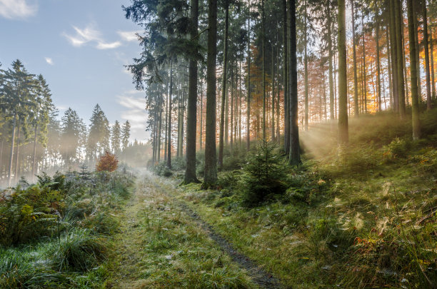 德国，秋日清晨雾气迷蒙，阳光明媚，蜘蛛网密布图片下载